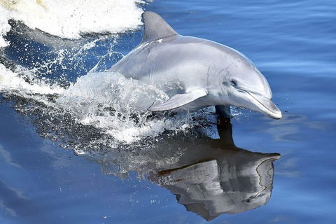 Mandurah Dolphin Island Adventure - Accommodation Broome 14