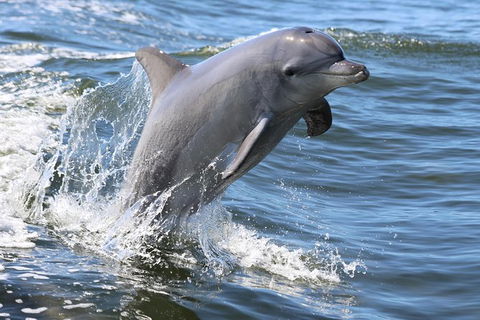 Mandurah Dolphin Island Adventure - Accommodation Broome 11