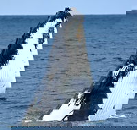 Whale-Watching Tour from Augusta or Perth with Optional Captain's Lounge Upgrade - Accommodation Broome