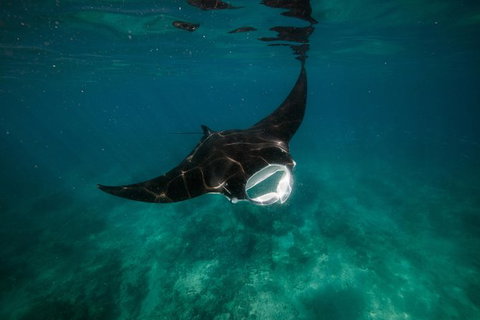 Ningaloo Reef Or Muiron Islands Snorkeling And Wildlife Adventure - Accommodation Broome 2