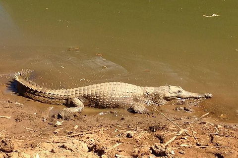 Amazing Windjana Gorge And Tunnel Creek Adventure From Broome - Accommodation Broome 7