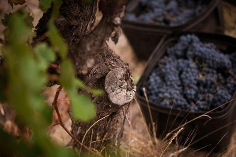 Vasse Felix Winery Tour And Tasting - Accommodation Broome 4