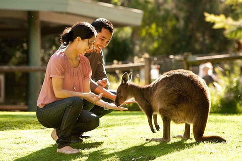 Very Best Of Perth Tour - Wildlife Park & City Highlights Tour - Accommodation Broome 0