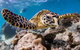 Exclusive Ningaloo Adventure Charter From Exmouth - thumb 1