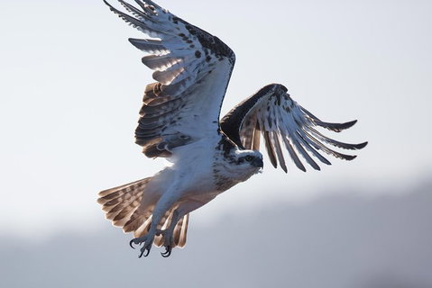 Albany Wildlife And Scenic Cruise - Accommodation Broome 6