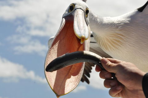 Kalgan Queen Scenic Cruises A Four Hour Sheltered Water Wildlife Tour Daily Fun. - Accommodation Broome 5