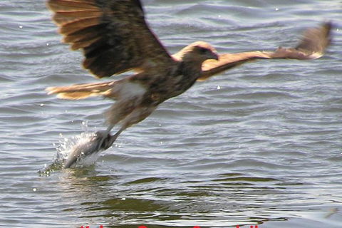 Kalgan Queen Scenic Cruises A Four Hour Sheltered Water Wildlife Tour Daily Fun. - Accommodation Broome 6