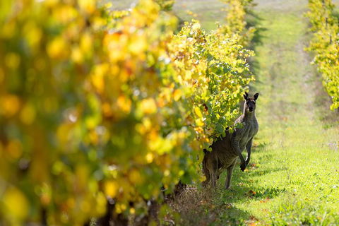 Full-Day Winery And Brewery Tour In Margaret River With Lunch - Accommodation Broome 6