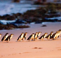 Phillip Island Penguin Parade Entry and Express Shuttle from Melbourne - Accommodation Broome