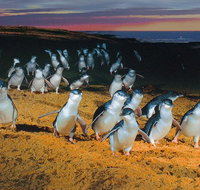 Phillip Island Tour from Melbourne - Accommodation Broome