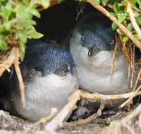 Phillip Island Penguin Parade Evening Tour - Accommodation Broome