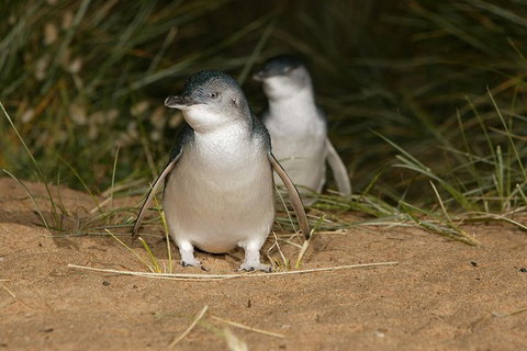 Express Expedition To Phillip Island Penguin Wildlife Encounter Evening Tour - Accommodation Broome 0