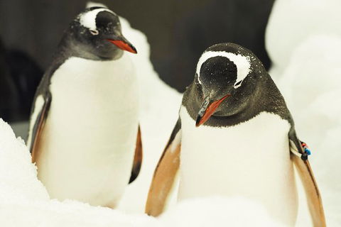 Penguin Passport At SEA LIFE Melbourne Aquarium - Accommodation Broome 6