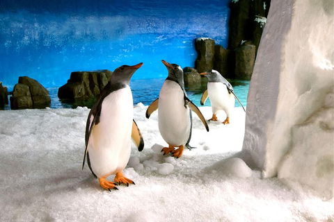 Penguin Passport At SEA LIFE Melbourne Aquarium - Accommodation Broome 5
