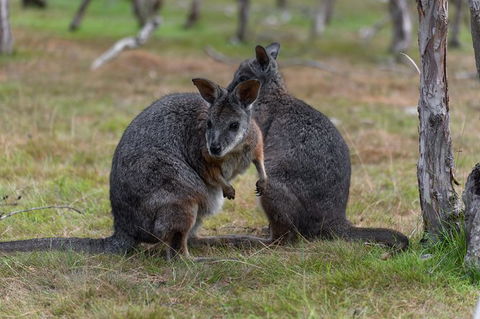 Phillip Island Penguin Parade Express Tour From Melbourne - Accommodation Broome 1