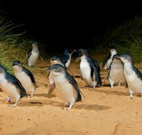 Phillip Island Penguin Parade Express Tour from Melbourne - Accommodation Broome
