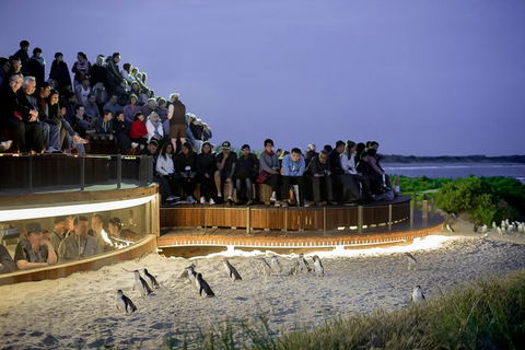 Phillip Island Penguin Parade Express Tour From Melbourne - Accommodation Broome 7