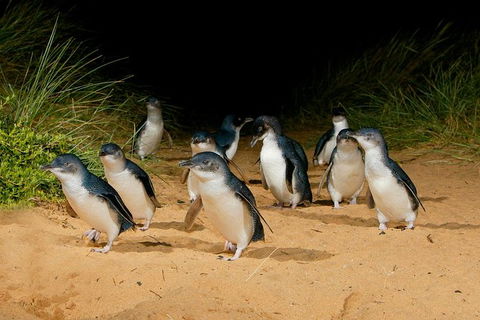 Phillip Island Penguin Parade Express Tour From Melbourne - Accommodation Broome 2