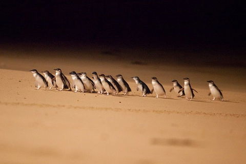 Phillip Island Penguin Parade Express Tour From Melbourne - Accommodation Broome 5