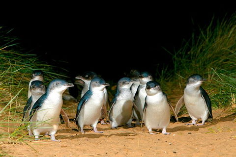 Phillip Island Penguin Parade Express Tour From Melbourne - Accommodation Broome 3