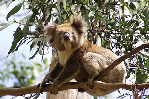Melbourne Combo: Great Ocean Road, Puffing Billy, Moonlit Sanctuary & Penguins - Accommodation Broome 4