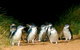 Melbourne Combo: Great Ocean Road, Puffing Billy, Moonlit Sanctuary & Penguins - thumb 5