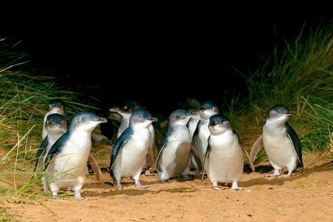 Melbourne Combo: Great Ocean Road, Puffing Billy, Moonlit Sanctuary & Penguins - Accommodation Broome 5