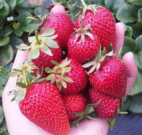 Mornington Peninsula including Strawberry Farm Day Tour from Melbourne - Accommodation Broome