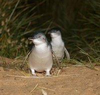 Full-Day Penguin Parade and Melbourne City Tour From Melbourne - Accommodation Broome