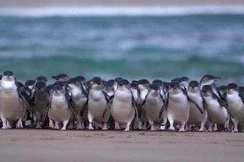 Premium Penguin Express Tour From Melbourne - Accommodation Broome 0