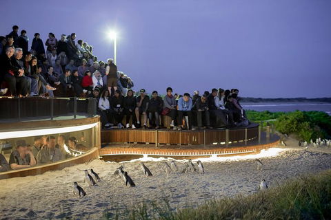 Premium Penguin Express Tour From Melbourne - Accommodation Broome 1