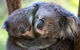 Puffing Billy Train Day Trip Including Healesville Sanctuary From Melbourne - thumb 1