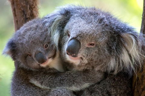 Puffing Billy Train Day Trip Including Healesville Sanctuary From Melbourne - Accommodation Broome 1