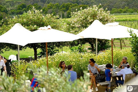 Montalto Vineyard: Mornington Peninsula Discovery Wine Tasting And Lunch - Accommodation Broome 6