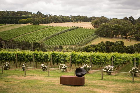 Montalto Vineyard: Mornington Peninsula Discovery Wine Tasting And Lunch - Accommodation Broome 2