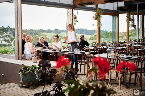 Montalto Vineyard: Mornington Peninsula Discovery Wine Tasting And Lunch - Accommodation Broome 4