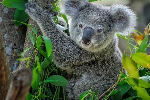 Phillip Island Hike And Aussie Wildlife Adventure - Accommodation Broome 1