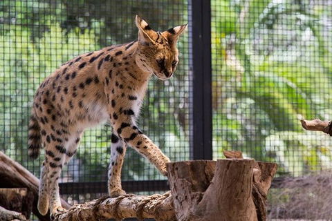 African Cat Encounter At Werribee Open Range Zoo - Accommodation Broome 2