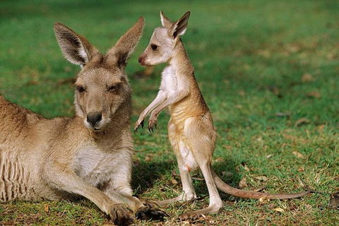 HEALESVILLE SANCTUARY ZOOBUS - MELBOURNE CITY RETURN - Accommodation Broome 0