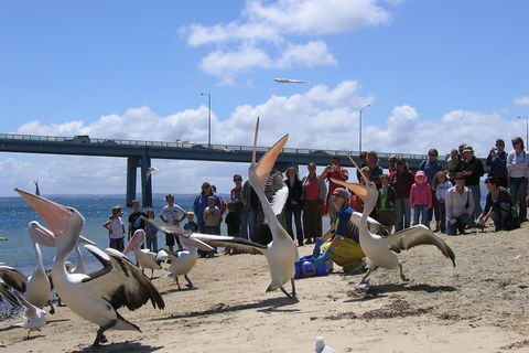 Cape Woolamai Sightseeing Cruise From San Remo - Accommodation Broome 8