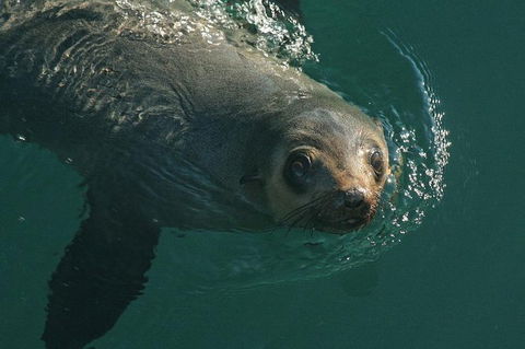 Phillip Island Seal-Watching Cruise - Accommodation Broome 1
