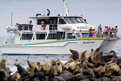 Phillip Island Seal-Watching Cruise - Accommodation Broome 0