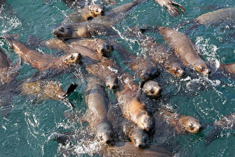 Phillip Island Seal-Watching Cruise - Accommodation Broome 7