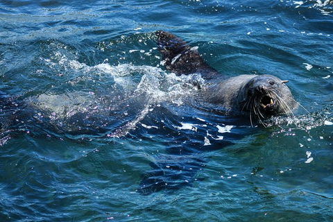 Phillip Island Seal-Watching Cruise - Accommodation Broome 4