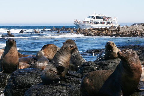 Phillip Island Seal-Watching Cruise - Accommodation Broome 2