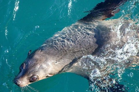 Phillip Island Seal-Watching Cruise - Accommodation Broome 8