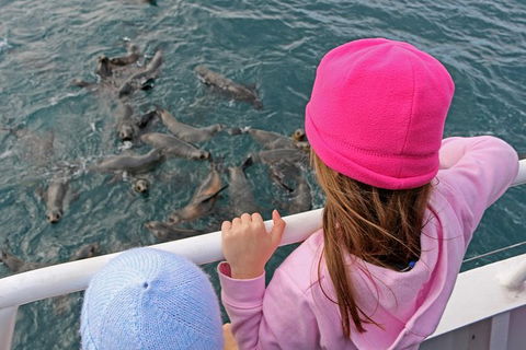 Phillip Island Seal-Watching Cruise - Accommodation Broome 3