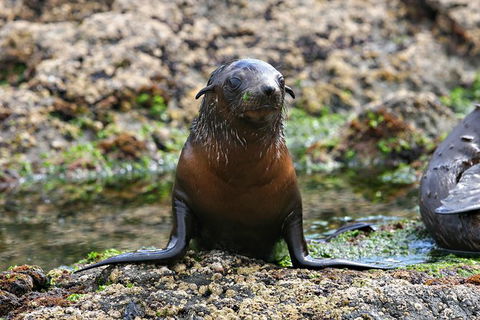 Phillip Island Seal-Watching Cruise - Accommodation Broome 5
