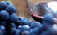 Small Group 6 Guests: Ultimate Mornington Peninsula Food And Wine - thumb 2