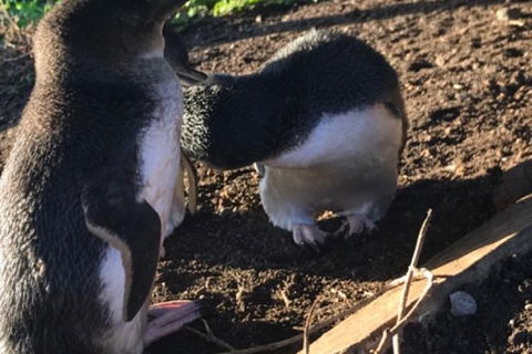 Phillip Island & Penguin Parade - Accommodation Broome 21
